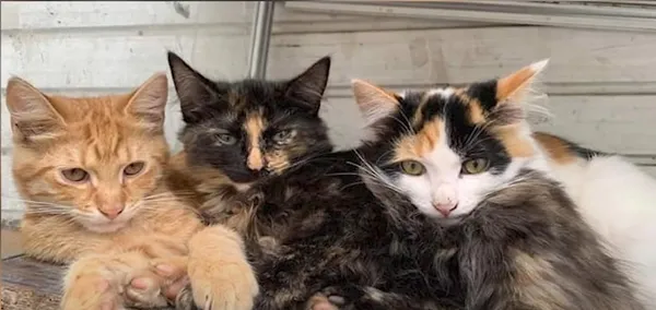 Котики, які мешкали на ринку
