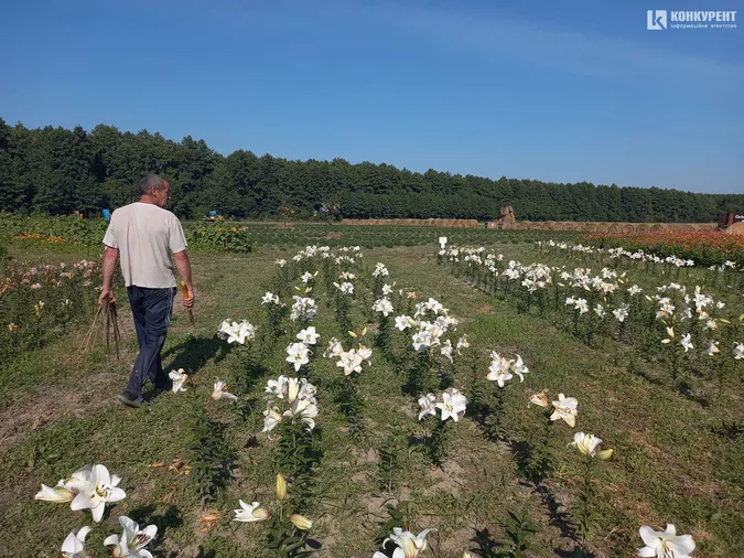 Розпочався фестиваль квітів «Осінь у Волинській Голландії» (фото)