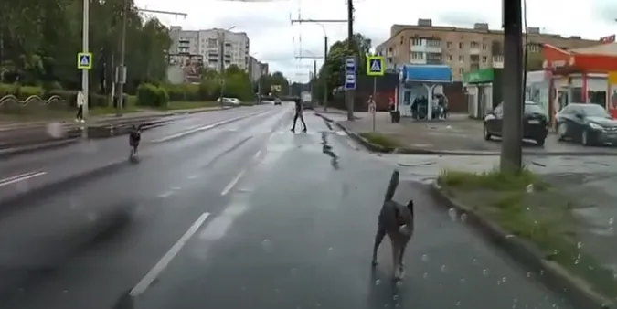 Безпритульні собаки погризли автівку лучанина (фото, відео)
