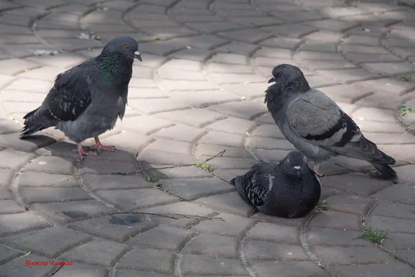 Троянди і голуби: спекотний червневий Луцьк в об'єктиві (фото)