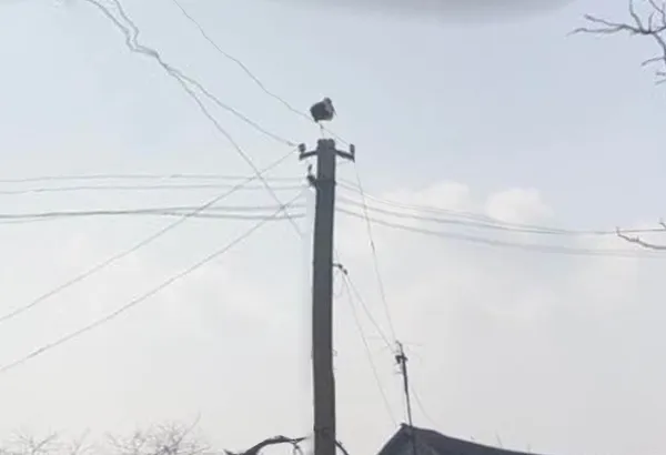 У Журавниках енергетики змайстрували лелекам каркас для гнізда (фото)