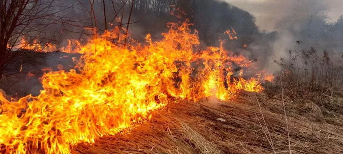 У Луцькому районі горів сухостій – гасили підручними засобами (фото)