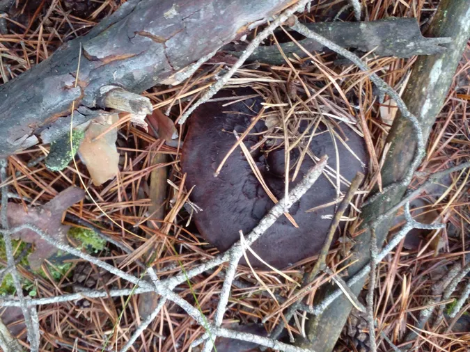 Зимова аномалія: наче подарунок під ялинку, на Волині повилазили гриби (фото)