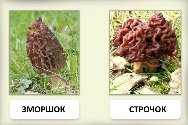 У лісі на Поліссі в землі помітили мініатюрний мозок