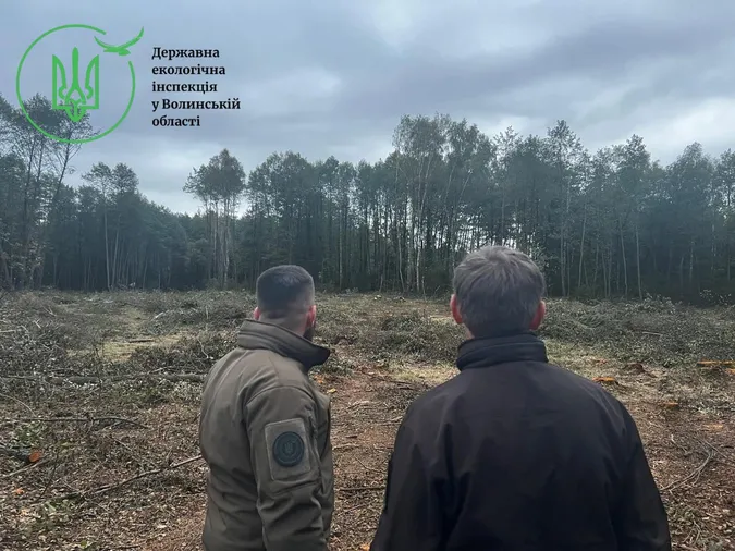 Екологи шоковані: на Волині вирубали ліс на 10 мільйонів (фото)
