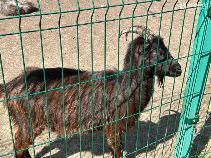 Кого можна зустріти у Луцькому зоопарку у вихідні дні (фото)