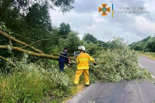 На Волині дерево впало на проїжджу частину