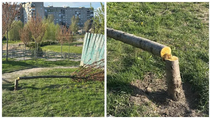 Сакури під прицілом: у Володимирі завівся «деревний маніяк» (фото)