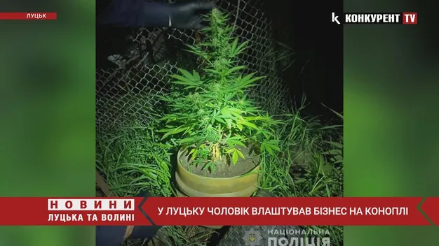 У лучанина знайшли понад 100 кущів коноплі (фото, відео)