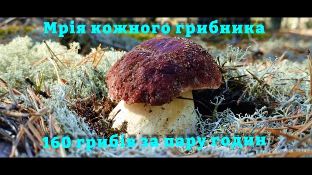 Чудо-гриболовля: волинянин за кілька годин назбирав 160 боровиків (відео)