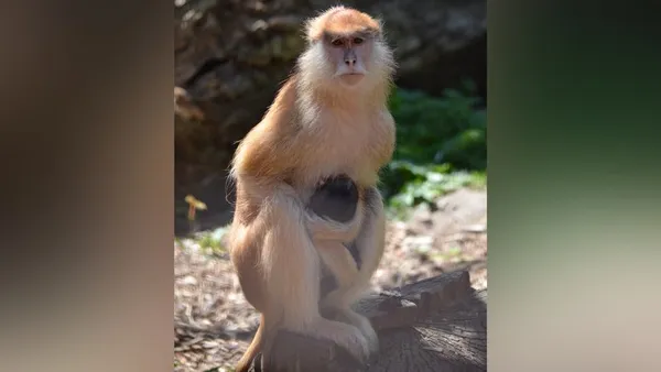 У Луцькому зоопарку поповнення в родині мавп (фото, відео)