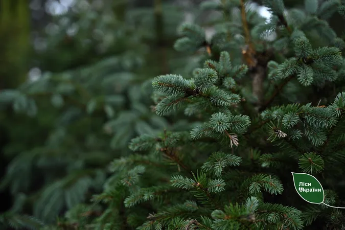 🌲На Волині за свята продали понад 15 000 ялинок