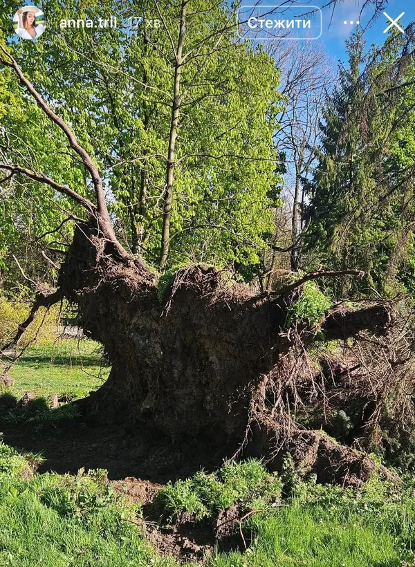 Летіло скло, валило дерева: негода наробила лиха у Луцьку (фото)