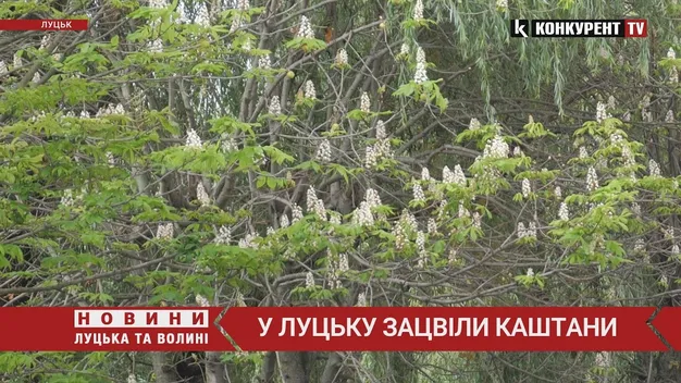 У Луцьку – аномалія: знову розцвіли каштани (відео)