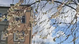 Несподіване осіннє диво: у Луцьку в листопаді зацвіли сакури (фото)