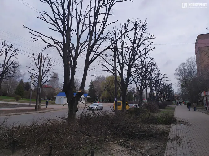У Луцьку на Молоді кронували дерева (фото)
