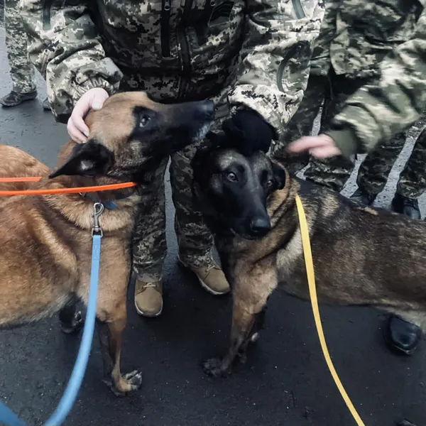 Емоційна реабілітація постраждалих: в Міноборони порадили медикам залучати собак (фото)
