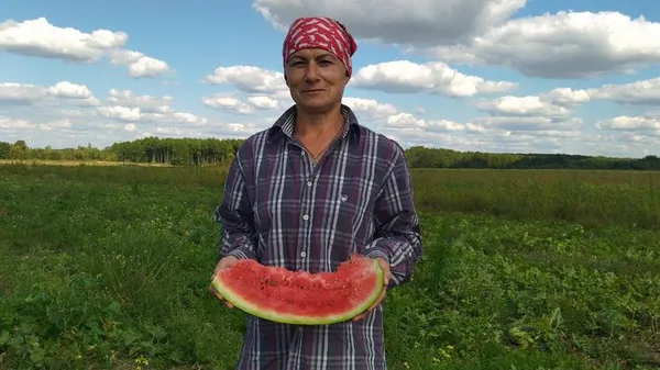 Зелені смугастики: як у селі Волині вирощують кавуни (фото, відео)