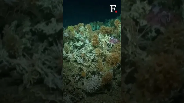 На Галапагоських островах виявили новий кораловий риф (відео)