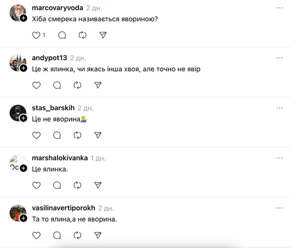 Не яворина: яке насправді дерево посадили на могилі Степана Гіги