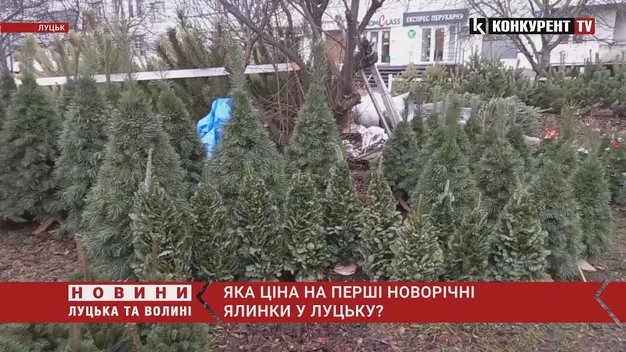 Від 80 до 800 гривень: які живі ялинки вже можна купити в Луцьку (фото, відео)