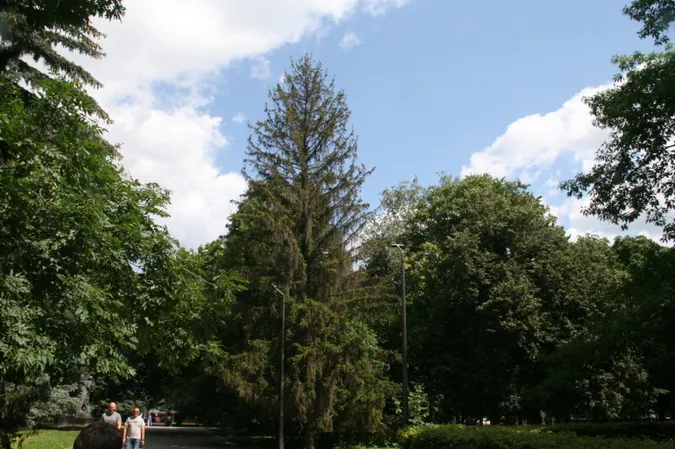 У Луцьку на Меморіалі Слави позрізаюь всохлі ялинки (фото)