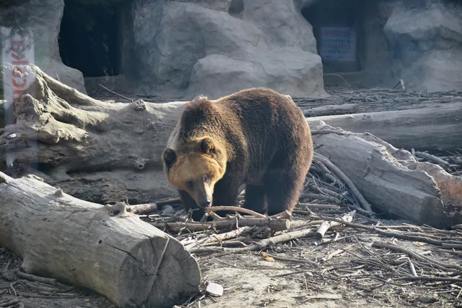 «Весняний грудень»: чи впали в сплячку луцькі ведмеді