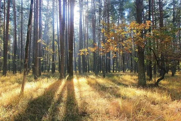 Ківерцівський національний природний парк «Цуманська пуща»
