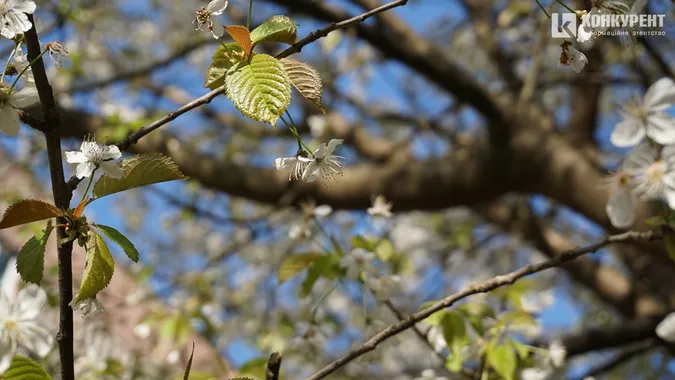 Сонце, квіти і коти: Луцьк заполонила справжня весна (фото)
