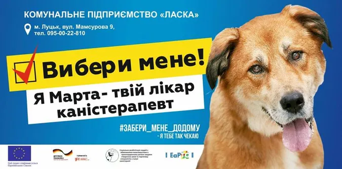 Вибори у КП «Ласка»: представили найпухнастіших і наймиліших кандидатів (фото)