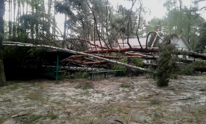 Власникам закладів на Світязі, де вирував буревій, порадили знести аварійні дерева (фото)