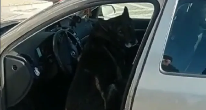 В «Устилузі» службовий пес знайшов марихуану в авто поляка (відео)