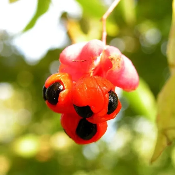 Бруслина бородавчаста (Euonymus verrucosus) – отруйна рослина