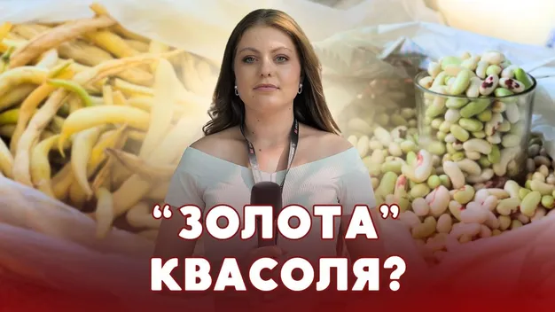Засуха вдарила по городині: що коїться з цінами на бобові на ринку Луцька (відео)