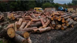 На Волині суд арештував сім сотень соснових колод (фото)