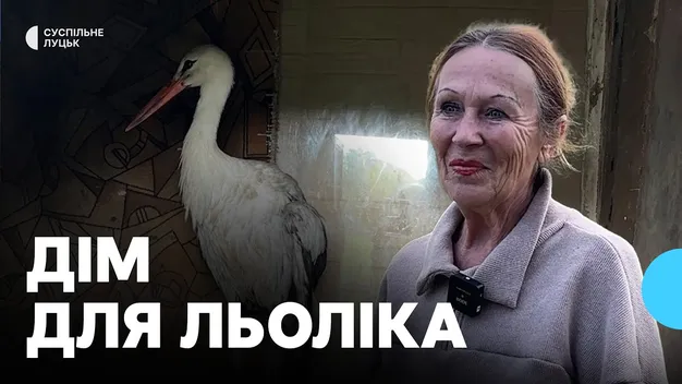 На Волині пенсіонерка прихистила травмованого лелеку (відео)
