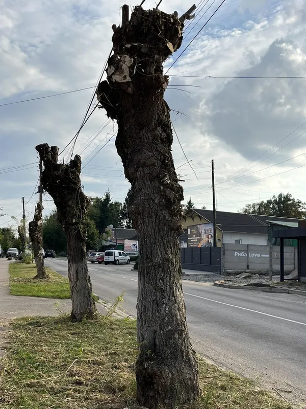 Через білого метелика в Ковелі гілля на деревах зрізають аж до стовбура