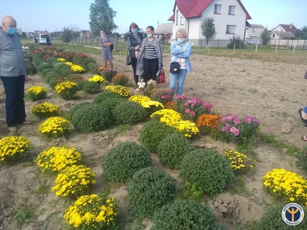 Ратнівчани створили свою «Волинську Голландію» із хризантем