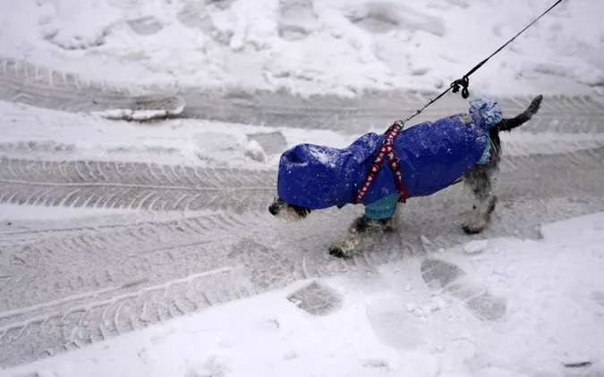 Багато снігу і морози до мінус 20°: прогноз погоди в Україні на найближчі два місяці