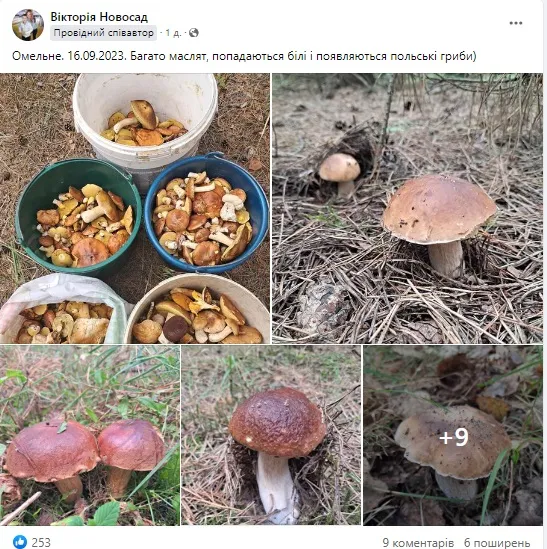 Де на Волині можна назбирати повні відра грибів (фото)