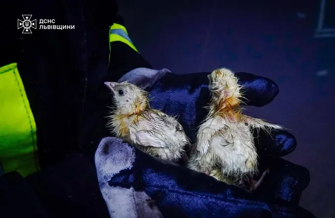 На Львівщині з палаючого пташника врятували понад 23 тисячі курчат (фото)