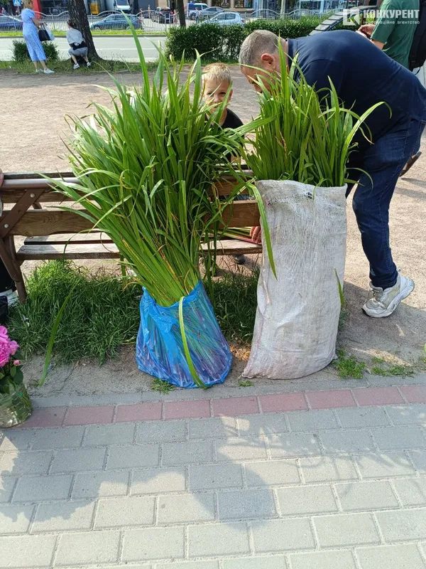 Пучки лепехи по 10 штук – 20 гривень