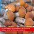 Від білих і красноголовців до зелениць і рижиків: на луцькому ринку – грибний ажіотаж (відео)