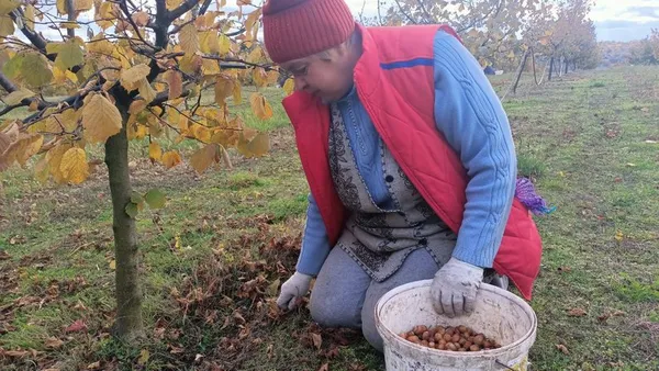 Волинянин отримав грант від держави і почав вирощувати фундук (відео)