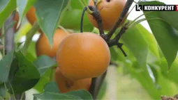 Це нонсенс: біля Луцька чоловік вирощує екзотичні фрукти (відео)