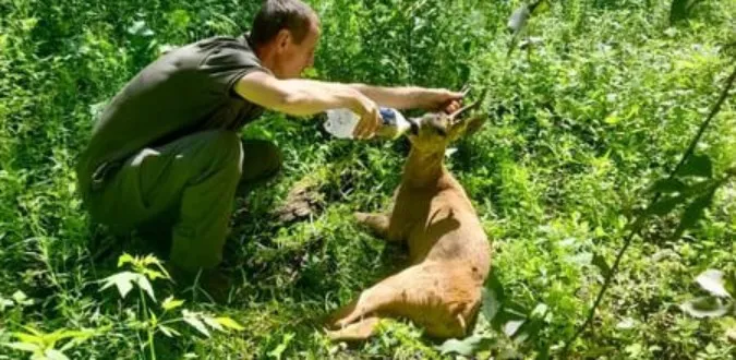 На Ківерцівщині самець козулі оговтується від «лицарського поєдинку» (фото)