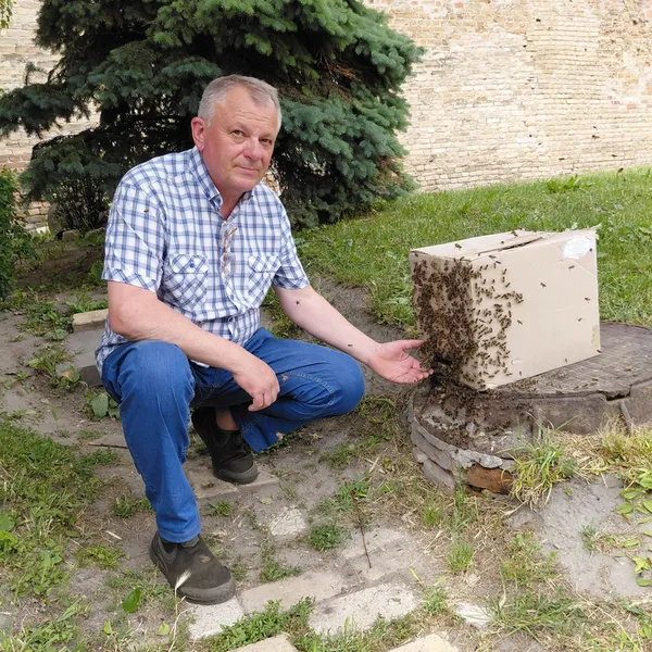 Роками живуть у вежі: у Луцькому замку ловили унікальний бджолиний рій (фото, відео)