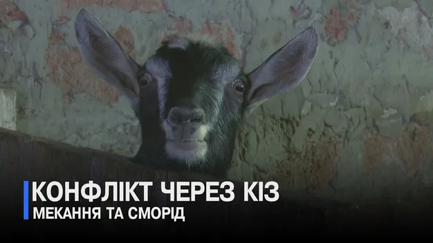 Кози мекають і смердять: на дачах біля Луцька скандал – сусіди сваряться через тварин (відео)