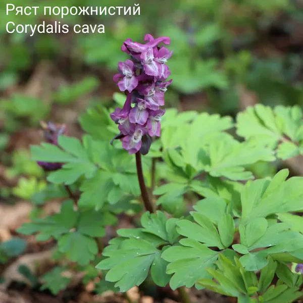 Квіти, що замінюють морфін і лікують алкоголізм: що зараз цвіте на Волині (фото)