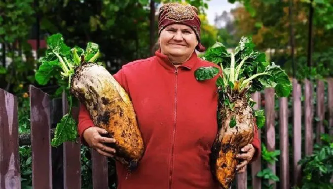 На Волині подружжя Матюків виростило буряки-гіганти